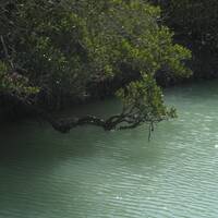 Mangrove Forest of Bushehr